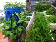 Nhà đẹp - Ghé thăm vườn rau tốt um của bà mẹ trẻ ở Lào Cai