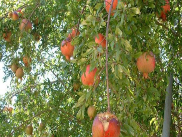 Giải mã bí mật loại trái cây có công dụng sánh ngang…Viagra