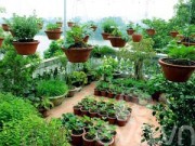 Nhà đẹp - Vườn quê xanh mát trăm hoa đua nở giữa lòng Thủ đô