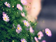 Nhà đẹp - Hà Nội giao mùa, tím sắc lưu ly