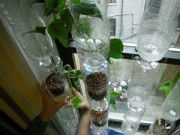 Nhà đẹp - 10 phút hô biến chai nước ngọt thành cây "tự tưới"