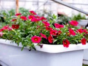 Nhà đẹp - Chị em say đắm triệu chuông, dạ yến thảo