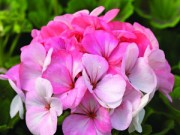 Nhà đẹp - Cách trồng và chăm sóc phong lữ thảo cho đông ấm áp