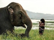 Làm mẹ - Bé gái Việt 6 tuổi huấn luyện voi lên báo Anh