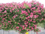 Nhà đẹp - Hồng leo đắt đỏ chinh phục giới yêu hoa