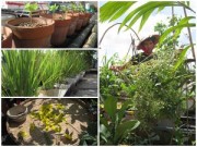 Nhà đẹp - Khu vườn tươi trẻ trên sân thượng trường ở Sài Gòn