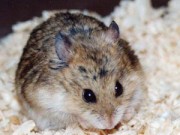 Nhà đẹp - 5 cách đơn giản mà hiệu quả đuổi chuột khỏi nhà