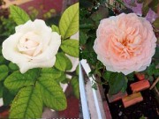 Nhà đẹp - Vườn nhỏ ngập tràn 20 loài hoa ở Kiên Giang