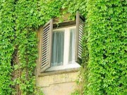 Nhà đẹp - Trồng dây thường xuân vững vàng trong giá rét