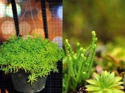 Nhà đẹp - Khu vườn ban công ở Hà Nội đẹp nhất về đêm