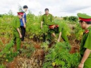 Tin tức - "Ngã ngửa" với những vụ trồng cần sa... để trị bệnh