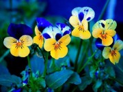 Nhà đẹp - Vườn nhà mùa đông đẹp mê ly với hoa Păng xê