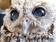 Lifestyle - Con cú mù có đôi mắt "ngàn sao"