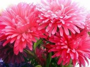 Nhà đẹp - Những loại hoa dễ trồng, dễ sống khi Đông đến