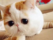 Lifestyle - 20 chú mèo nổi tiếng nhất trên internet