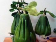 Tin tức - Bưởi tay Phật siêu độc, lạ: Đại gia chưa đến lượt