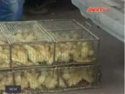 Tin tức - Gia cầm, bánh kẹo Trung Quốc ồ ạt tràn vào VN