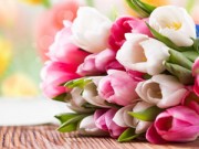 Nhà đẹp - 5 bước trồng Tulip nở đúng đợt Tết về