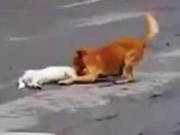 Clip Eva - Video: Chú chó kéo bạn bị xe đâm vào lề đường