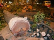 Tin tức - HN: Cuối năm 2015 sẽ chặt hạ cây xanh trên đường Kim Mã