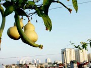 Nhà đẹp - Hà Nội: Vườn hồ lô sân thượng hiếm có trên phố Bạch Mai