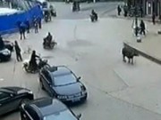 Clip Eva - "Trâu điên" đuổi người trên phố