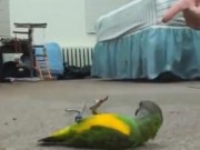 Clip Eva - Thú cưng và những cảnh giả chết cực đáng yêu