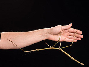 Phát hiện bọ que dài gần... 60cm tại Việt Nam