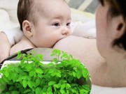 Nhà đẹp - Trồng rau ăn trong nhà cho mẹ dồi dào sữa sau sinh