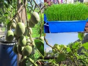 Nhà đẹp - TP.HCM: Vườn rau mỡ màng phát triển không cần đất