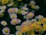 Tin tức - Hà Nội đẹp ngỡ ngàng mùa hoa cúc chi