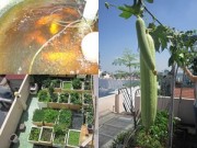 Nhà đẹp - TP.HCM: Cá tung tăng, rau xanh mướt trên nóc nhà 20m2