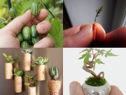 Nhà đẹp - 2014: Chị em phát cuồng mốt trồng cây cảnh tí hon