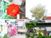 Nhà đẹp - Cô giáo Tiếng Anh đam mê trồng hoa hồng rực rỡ