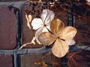 Nhà đẹp - Cây chết khó hiểu - xem lại 8 sai lầm hay mắc