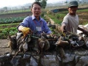 Tin tức - “Vua chuột” Việt Nam lên báo Pháp