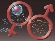 Chuẩn bị mang thai - Dấu hiệu báo chồng bạn có tinh trùng khỏe mạnh