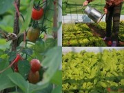 Nhà đẹp - Vườn rau đánh luống trên sân thượng đầy "hấp dẫn" của người Hà Nội