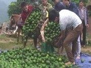 Tin tức - Cam Việt Nam bị nghi của Trung Quốc vì giá quá rẻ