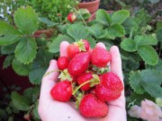 Nhà đẹp - Vườn sân thượng 6m2 đỏ rực sắc dâu tây