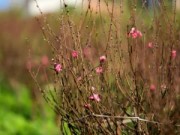 Tin tức - Rét đậm kéo dài trong dịp nghỉ Tết dương lịch 2015