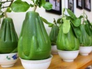 Tin tức - Những trái cây cực độc trong ngày tết của Việt Nam