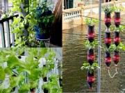 Nhà đẹp - Chàng họa sĩ Hà thành mày mò trồng cây từ phế thải