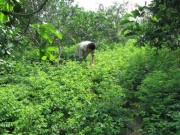 Tin tức - Rau nhiễm hóa chất: "Không phải cứ rau ở quê là sạch"