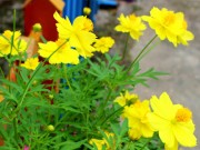 Nhà đẹp - Trồng hoa cánh bướm rập rờn thắm trời thu