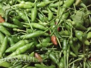 Nhà đẹp - Ớt xiêm rừng tí hon đắt gấp 25 lần ớt thường có gì đặc biệt?
