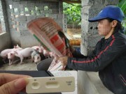 Tin tức - Phát hiện "SỐC": Có chất gây ung thư trong thức ăn chăn nuôi