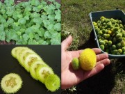 Nhà đẹp - Cận cảnh dưa chuột lông trông giống trái chôm chôm