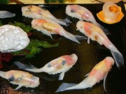 Bếp Eva - Thích thú với món sushi “biết bơi” ở Nhật Bản
