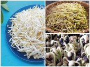 Bếp Eva - Cách làm 3 loại giá đỗ ngon và an toàn